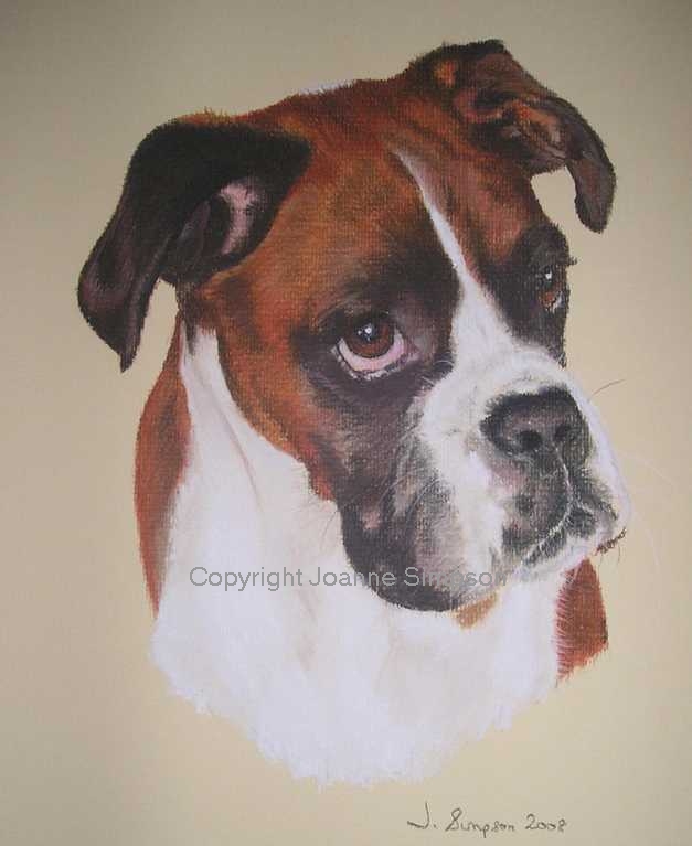 Boxer Dog portrait by Joanne Simpson